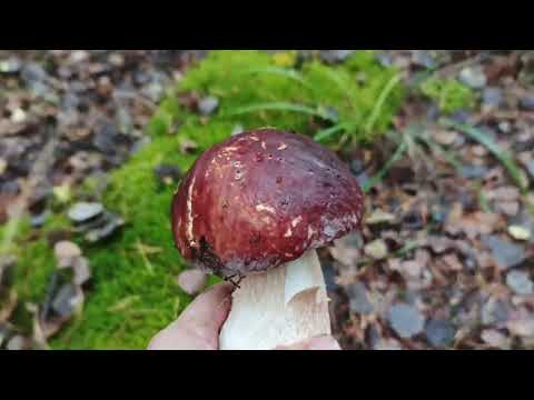 Видео: Тихая охота осень железный перебор Тюмень 