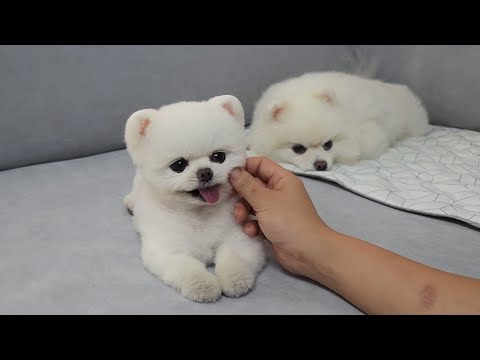 Видео: Собака, которая часто злится, смотрит на себя со стороны