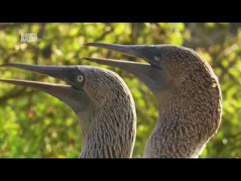 Видео: Галапагосские острова. Galapagos Islands.