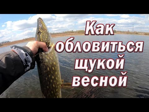 Видео: Как ОБЛОВИТЬСЯ ЩУКОЙ Весной !!!  Воблер или Силикон!!! Рыбалка на Спиннинг. Рыбалка с берега.