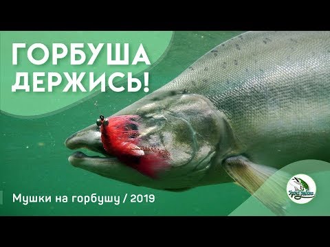 Видео: Горбуша. На что ловить горбушу. Вяжем мушку для ловли горбуши. Река Умба Терский берег Кольский п-ов