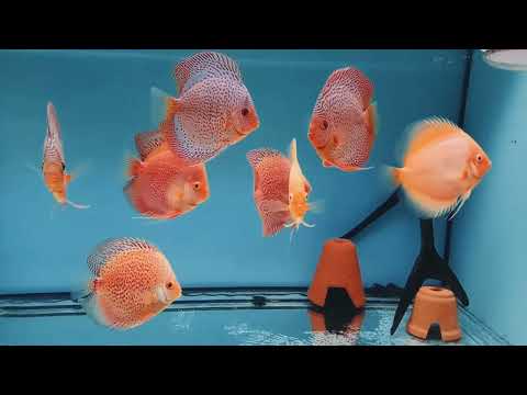 Видео: Влияние корма на здоровье дискусов 3