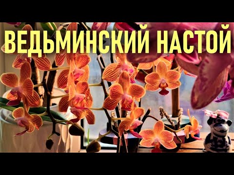 Видео: ВЕДЬМИНСКИЙ НАСТОЙ ДЛЯ ОРХИДЕЙ или ЧУДЕСА ЗОЛОТОГО ПОСОХА ФОРТУНЫ! МЕТОД ВОЛШЕБНОЙ ТРЯПКИ - 100% 👍👍👍