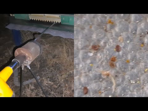 Видео: Що по кліщу? Дуєм! Як у вас?