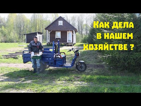 Видео: Насколько выросли вьетнамские свиньи за 20 дней , гусиное УЗИ и дела на пасеке .