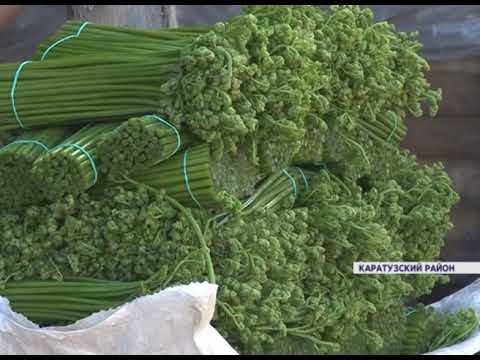 Видео: В крае в промышленных объёмах начали собирать побеги папоротника-орляка