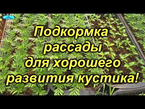 Видео: От этой подкормки рассада будет красивой!
