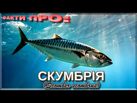 Видео: Атлантична скумбрія | ОКЕАН