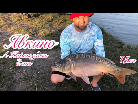 Видео: Явкино!!! Карпы есть и хорошие 😉🙏