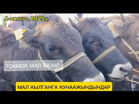 Видео: Токмок МАЛ БАЗАРЫ 2-НОЯБРЬ 225ж