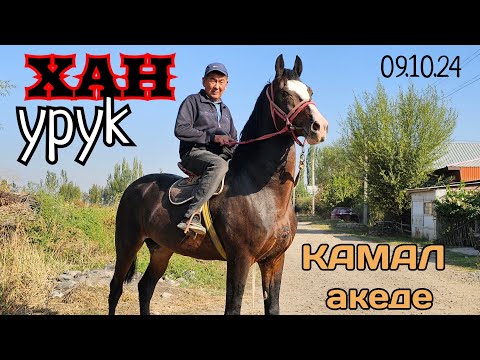 Видео: ХАНДЫН УРУГУ Камал акеде