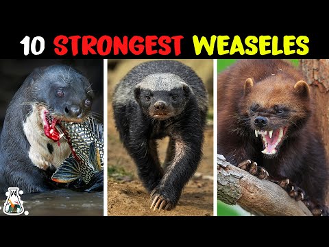 Видео: 10 самых мощных куньих на Земле