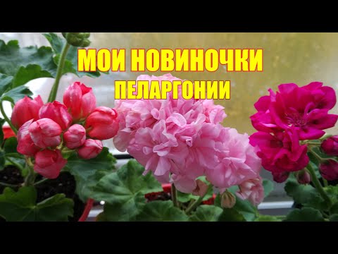 Видео: Мои новиночки, тюльпановидные и пестролистные пеларгонии