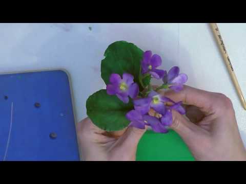Видео: фиалка