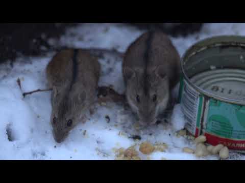 Видео: Ещё про мышей и птичек / More about mice and birds