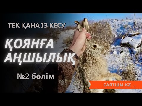 Видео: Қоянға аңшылық, тек ізге түсу! Охота на зайца! 2025!