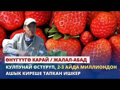 Видео: Кулпунай өстүрүп,  2-3 айда миллиондон ашык киреше тапкан ишкер / Жалал-Абад
