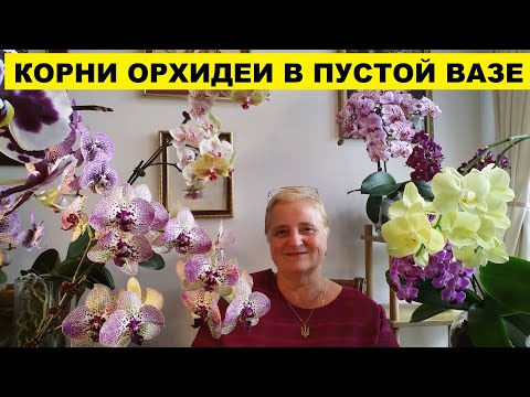 Видео: КОРНИ ОРХИДЕИ В ПУСТОЙ ВАЗЕ