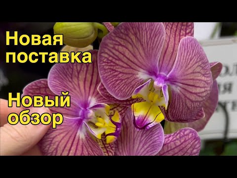 Видео: @ZeboOrhids не дает нам скатиться в серую депрессию!🌸🔥