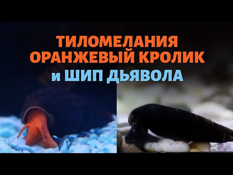 Видео: Улитки Тиломелания Оранжевый кролик и Шип дьявола. Содержание и уход