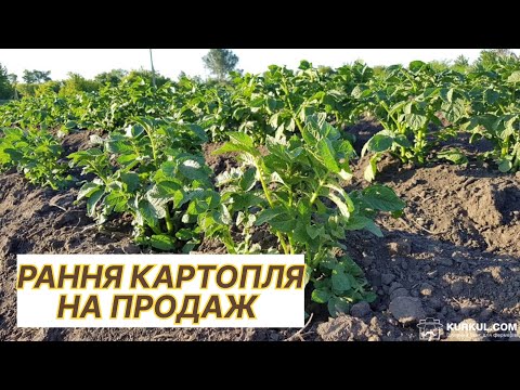 Видео: Вирощування ранньої молодої картоплі на Поліссі/Нюанси