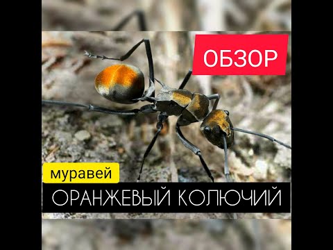 Видео: ОРАНЖЕВЫЙ КОЛЮЧИЙ МУРАВЕЙ! ОБЗОР! Спец по диким! The Ants: Underground Kingdom