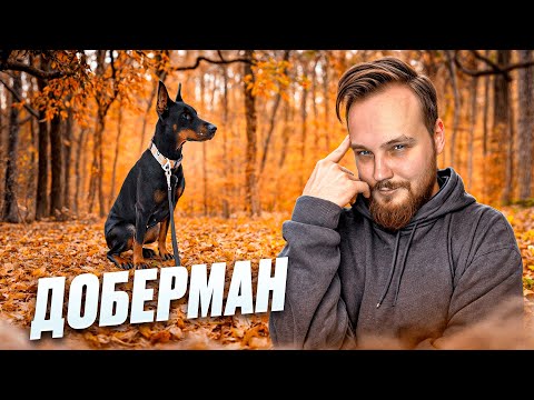 Видео: ВСЕ О ПОРОДЕ ДОБЕРМАН | ЛИЧНЫЙ ОПЫТ БЛОГЕРА ВЛАДЕНИЯ ПОРОДОЙ