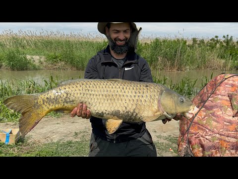 Видео: Трофейный Сазан 11,5кг на удочку - готовим Сазан в яме