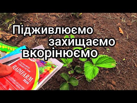 Видео: Чим підживити та як захистити саджанці Полуниці