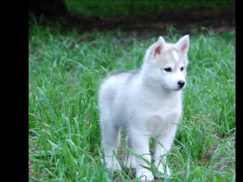 Видео: Волк - Одиночка.