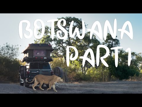 Видео: Львы заперли нас в палатке | Путешествие по Ботсване — Часть 1