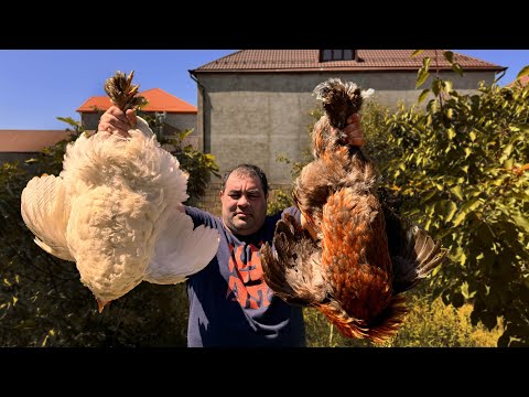 Видео: Жареная курица с картошкой в казане! Самый простой способ