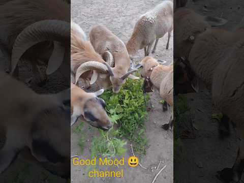 Видео: Our sheep eat tomato plants😃🐏🐑🍅/ Наши овцы едят кусты помидор 🍅🐏🐑😃