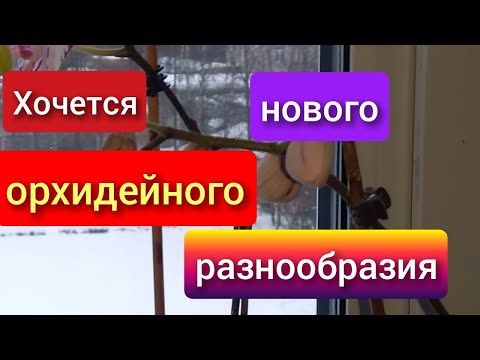 Видео: 19.11.2024  Хочется нового орхидейного разнообразия.