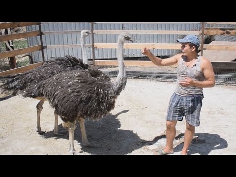 Видео: Страусам 11 месяцев