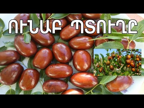 Видео: Ի՞նչ պտուղ  է Ունաբը, ի՞նչ բուժական հատկություններ և վիտամիններ է պարունակում/Unab, Зизифус Ziziphus