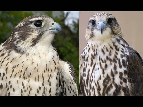 Видео: Соколы-праи против соколов-балобанов