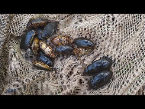 Видео: Жук Водолюб (Hydrophilus aterrimus). Ловим на Торфяном болоте.