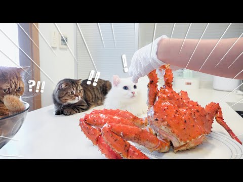 Видео: Кошки встретили камчатского краба! (RUS SUB)