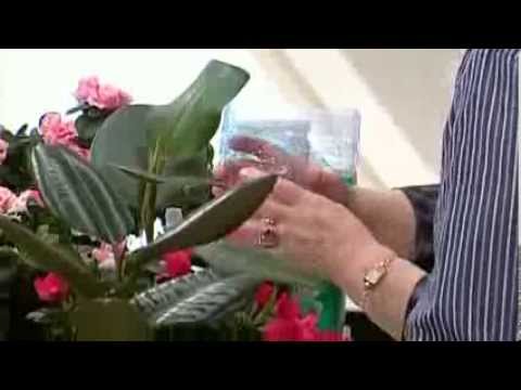 Видео: Чтобы цветы не завяли во время отпуска