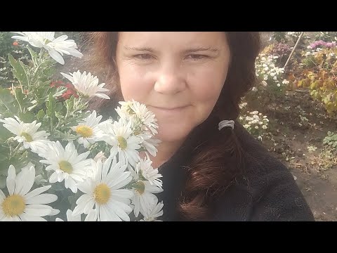 Видео: Хризантема, готую квіти на базар 