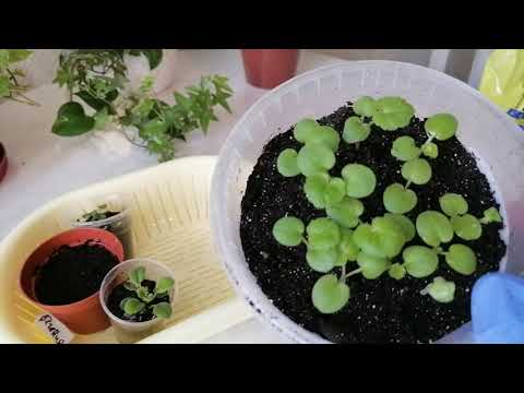 Видео: ПЕРВАЯ ПИКИРОВКА  ПЕЛАРГОНИИ и конечно ещё кое что