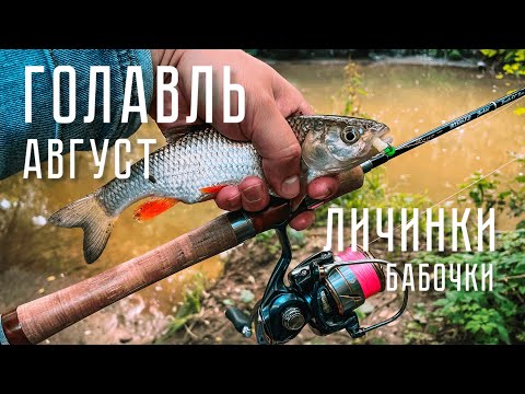 Видео: ГОЛАВЛЬ В АВГУСТЕ! Ловля на личинки. Рыбалка с TENRYU Rayz 632S-L на малой реке.