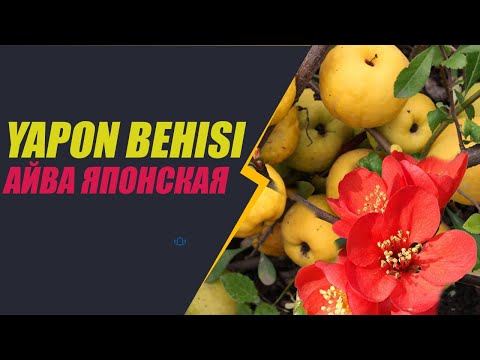 Видео: Айва японская / Chaenomeles / Yapon behisi