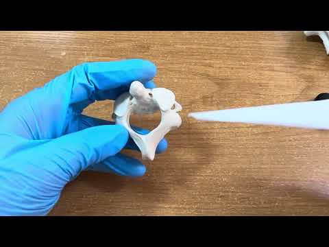 Видео: Екінші мойын омыртқасының құрылысы