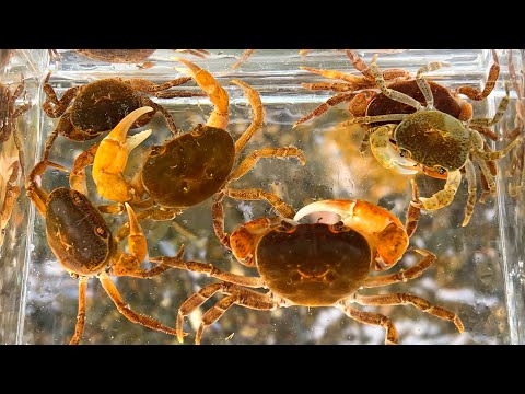 Видео: Сбор пресноводных крабов из реки глубоко в горах. Я поймал это и наблюдал.