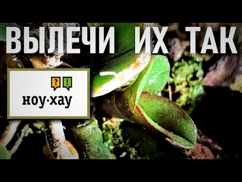 Видео: ТОЛСТЯНКА для ЛЕЧЕНИЯ ОРХИДЕЙ! ПРОЛЕЧИ КОРНИ ОРХИДЕИ ТАК - ПОЛУЧИШЬ РЕЗУЛЬТАТ 👍 НОУ-ХАУ 👍 МОЙ МЕТОД!