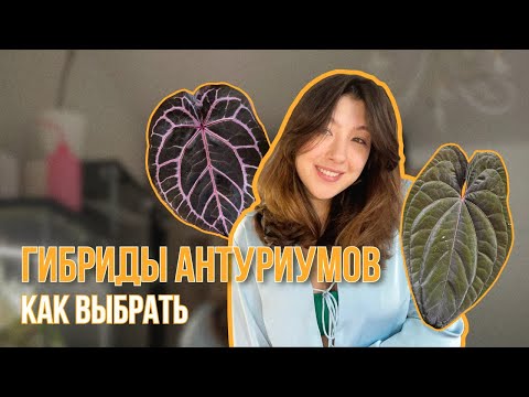 Видео: ГИБРИДЫ АНТУРИУМОВ | Как будут выглядеть и как выбрать