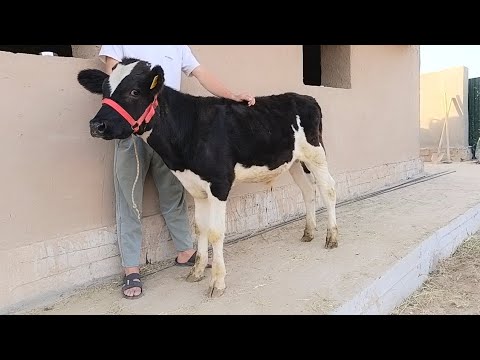 Видео: ЯКСАР БУКАЙ ЗОТИИ ЧЁРНЫЙ ПИЁСТРИ ВА ЯКСАР ГУНОЧИНИ ЗОТИИ АНГУСТ ХАРИДОРО МАРХАМАТ 