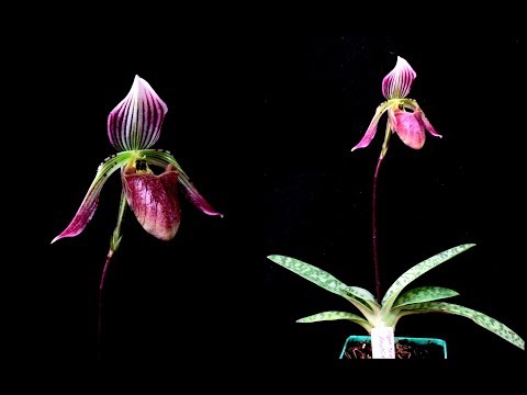 Видео: ОРХИДЕЯ PAPHIOPEDILUM FOWLIEI - описание и основы ухода